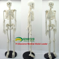 SKELETON06 (12366) Medical Science Classic Medical Anatomy Standard 85cm Humans Skeleton Model Manikin